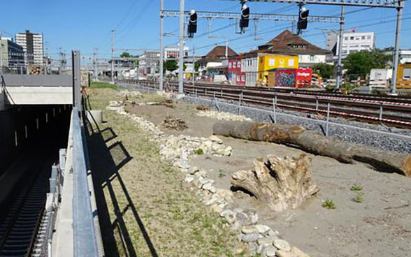 Eine neue Ökofläche der SBB mit jungem Grass, Stein, Baumstamm und Sand zwischen zwei Eisenbahngleisen in Bern-Wyler