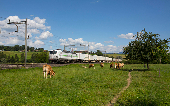 Un train de marchandises railCare longe une prairie avec des vaches
